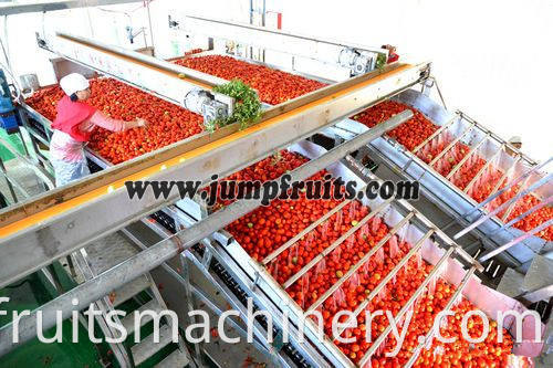 tomato jam processing plant